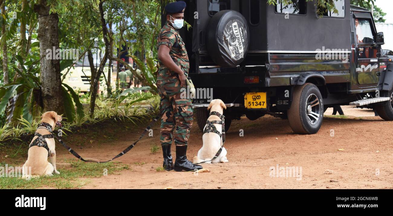 Labrador Retriever Armeehunde bereit für die Suche nach dem Veranstaltungsort vor einem Cricket-Spiel. Auf dem malerischen Cricket-Gelände der Army Ordinance. Dombagoda. Sri Lanka. Stockfoto