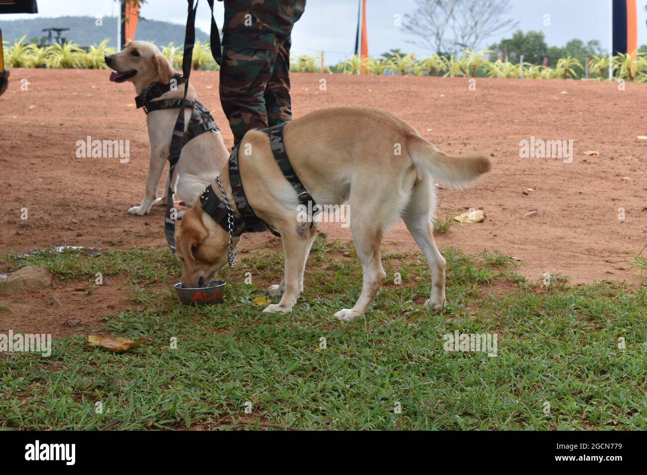Labrador Retriever Armeehunde bereit für die Suche nach dem Veranstaltungsort vor einem Cricket-Spiel. Auf dem malerischen Cricket-Gelände der Army Ordinance. Dombagoda. Sri Lanka. Stockfoto