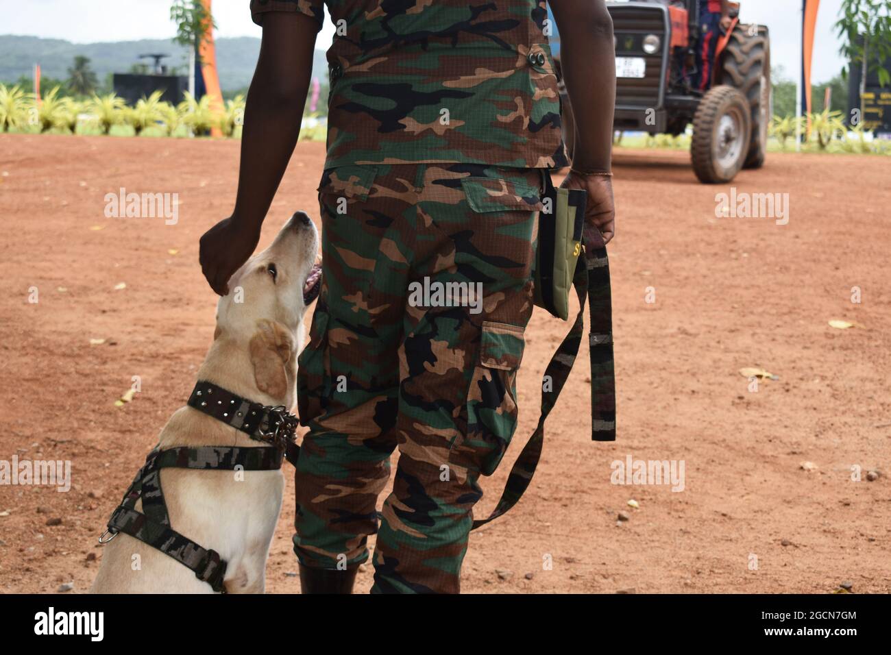 Hund, der aufschaut, ist Trainer. Labrador Retriever Armeehunde bereit für die Suche nach dem Veranstaltungsort vor einem Cricket-Spiel. Auf dem malerischen Cricket-Gelände der Army Ordinance. Dombagoda. Sri Lanka. Stockfoto