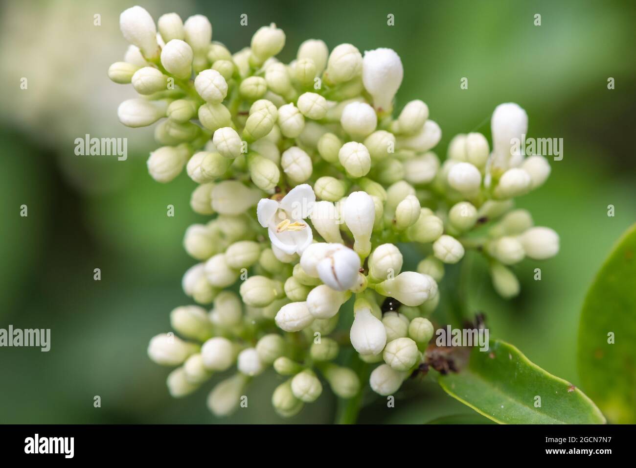 Nahaufnahme von Blumen auf einer wilden Gehölzpflanze (Ligustrum vulgare) Stockfoto