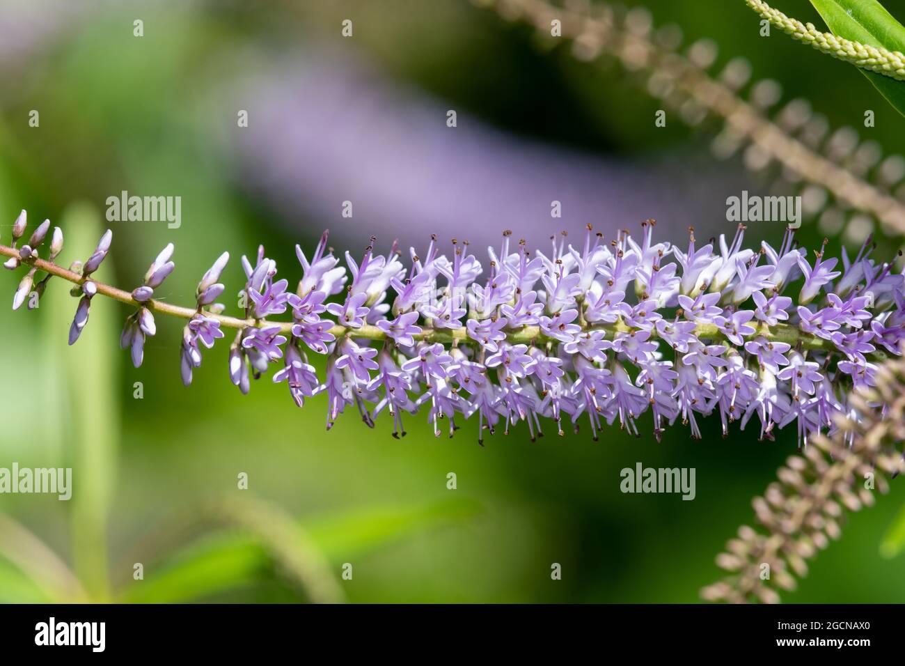 Veronica salicifolia Fotos und Bildmaterial in hoher Auflösung Alamy