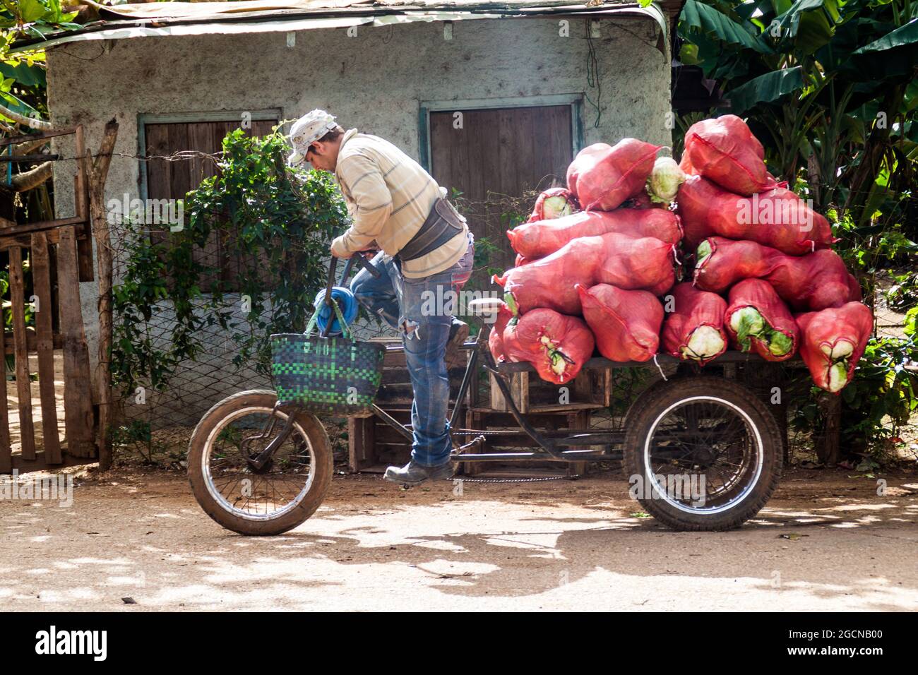 CAMAGUEY, KUBA - 26. JANUAR 2016: Transport eines Kohls auf dem Mercado Agropeculario Agriculture Market Hatibonico in Camaguey, Kuba Stockfoto