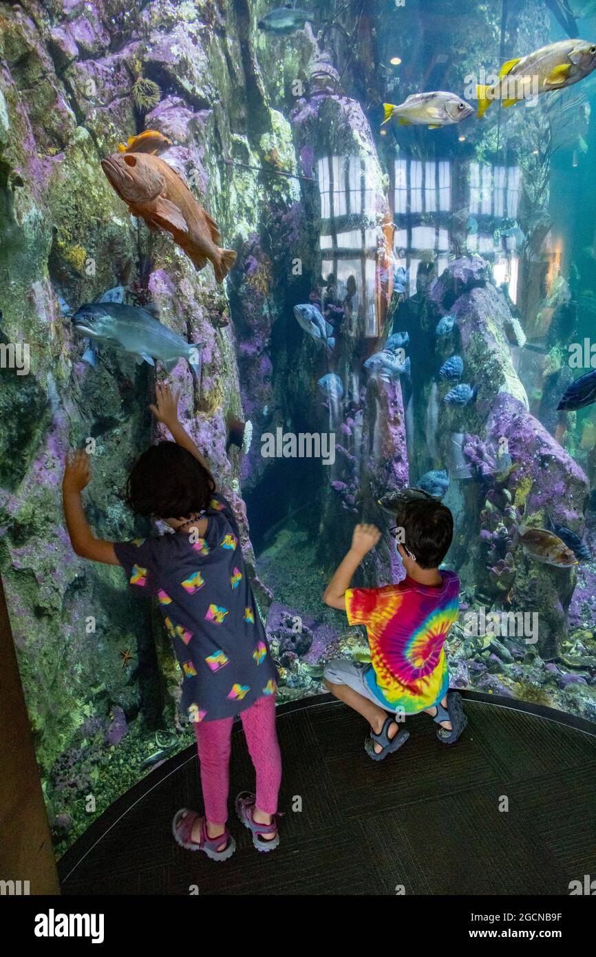Junge und Mädchen, die Fische im Aquarium betrachten, Seattle Aquarium, Washington State, USA Stockfoto