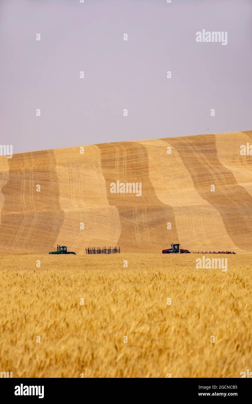 Fernansicht von Mähdreschern auf teilweise geernteten Feldern, in der Nähe von Pullman, Bundesstaat Washington, USA Stockfoto