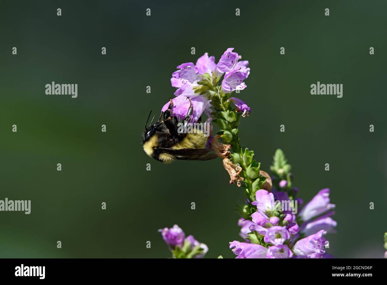 Hummel, die ein Mitglied der Gattung Bombus ist, Teil der Apidae auf gehorsamer Pflanzenblume. Stockfoto