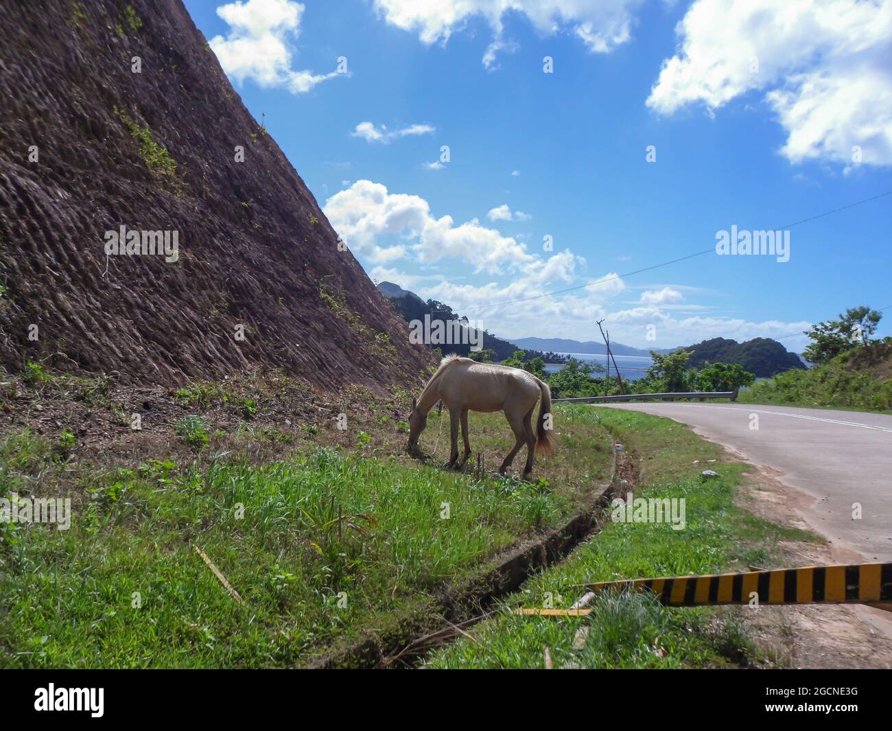 Pferd steht neben einer Straße und hat etwas zu essen auf der Insel Palawan auf den Philippinen 17.12.2012 Stockfoto