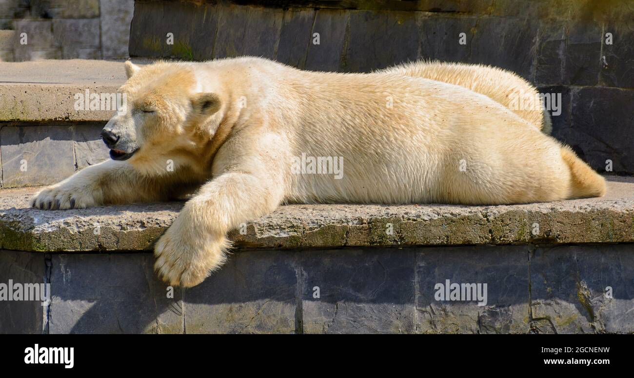 Schlafender Eisbär, ausgestreckt auf einem Stein in der Sonne Stockfoto