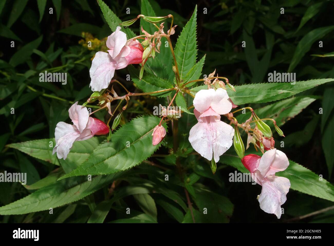 Polizist-Helm, bobby-Tops, Kupfer-Tops, Drüsiges Springkraut, Rotes Springkraut, Impatiens glandulifera, bíbor nebáncsvirág, Ungarn, Europa Stockfoto