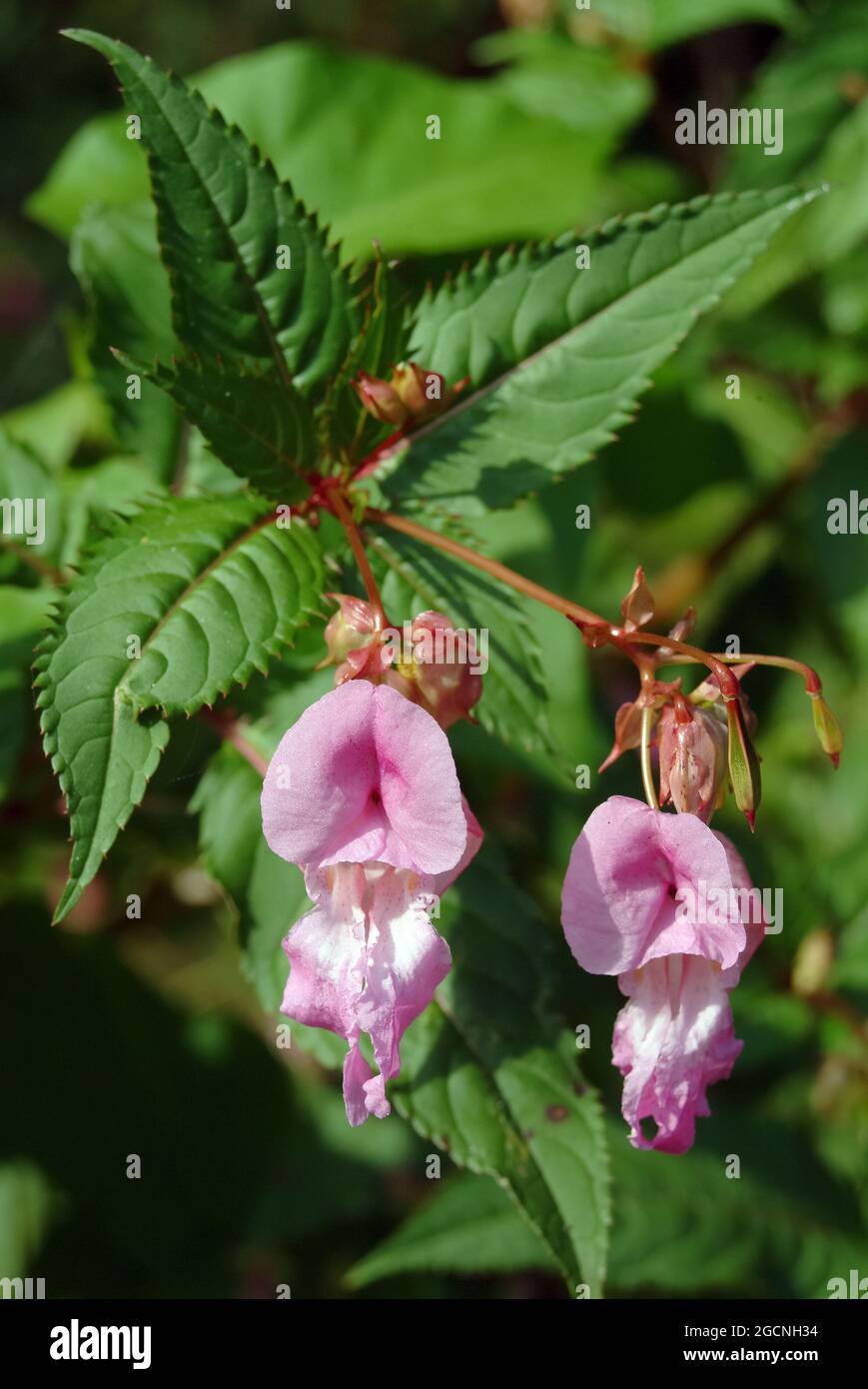 Polizist-Helm, bobby-Tops, Kupfer-Tops, Drüsiges Springkraut, Rotes Springkraut, Impatiens glandulifera, bíbor nebáncsvirág, Ungarn, Europa Stockfoto