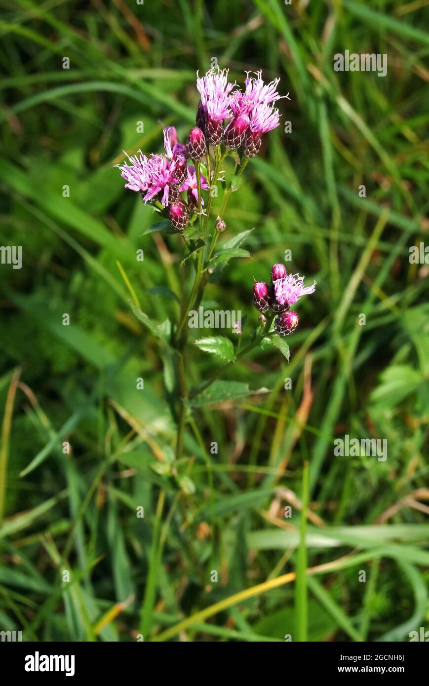 dyer's plumeless Saw-würze, Färber-Scharte, Serratula tinctoria, festő zsoltina, Ungarn, Magyarország, Europa Stockfoto