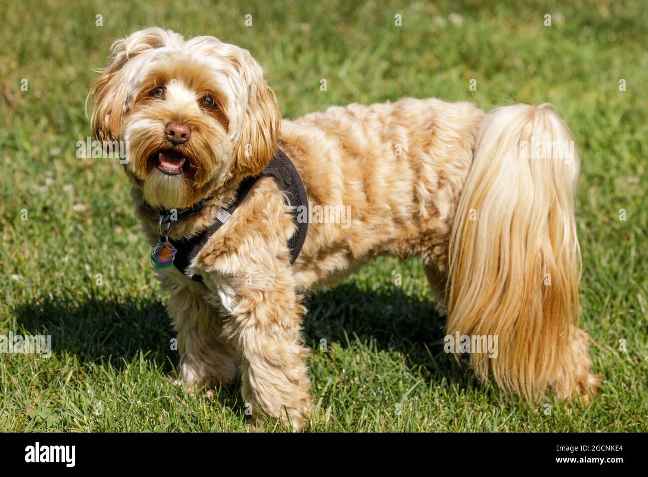 2 Jahre Alter Daisy Dog. Es gibt drei Hunderassen, aus denen der Daisy Dog besteht – den Bichon Frise, Pudel und den Shih-tzu. Stockfoto