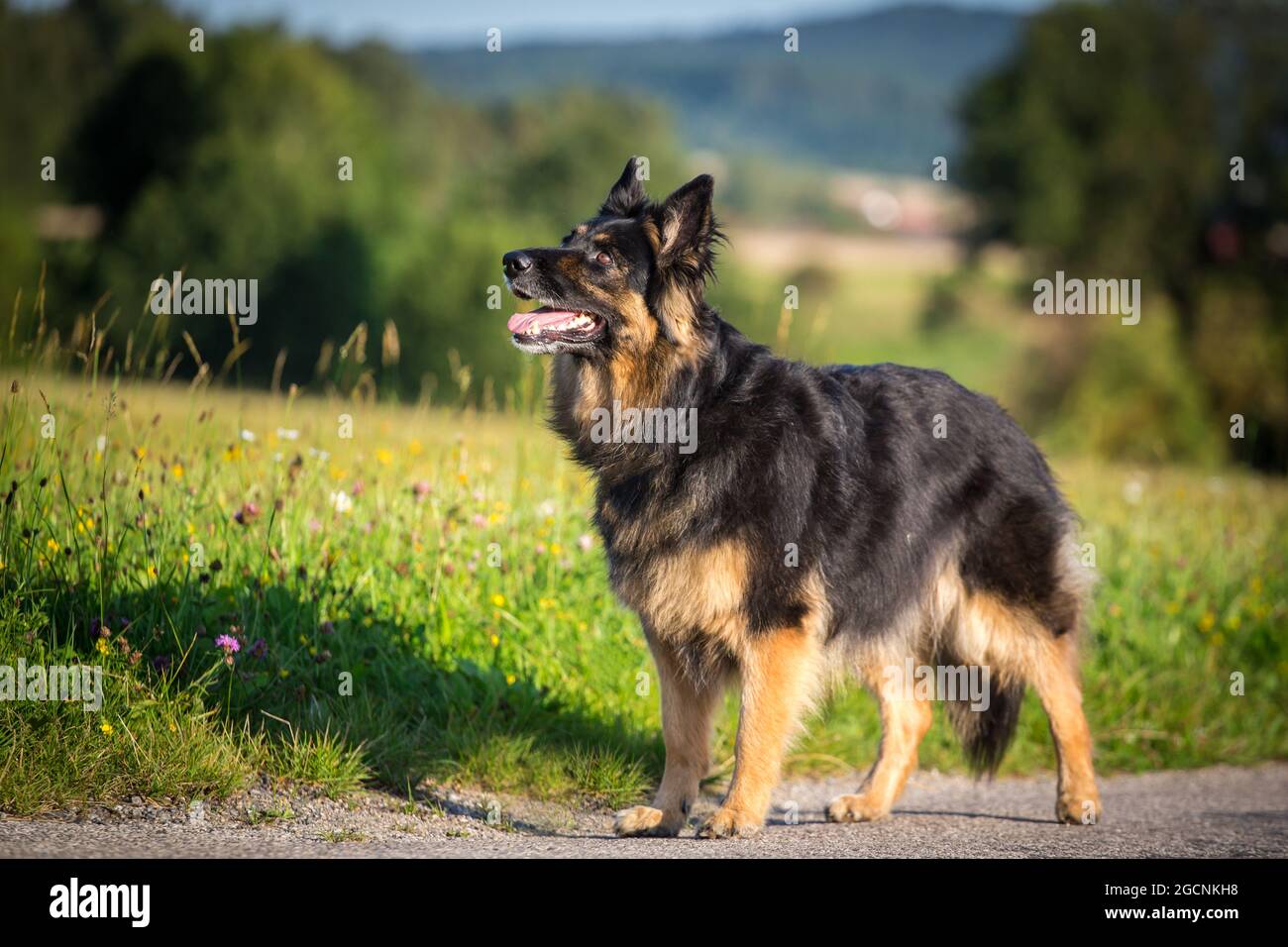 Chodenländer Hund Stockfotos und -bilder Kaufen - Alamy