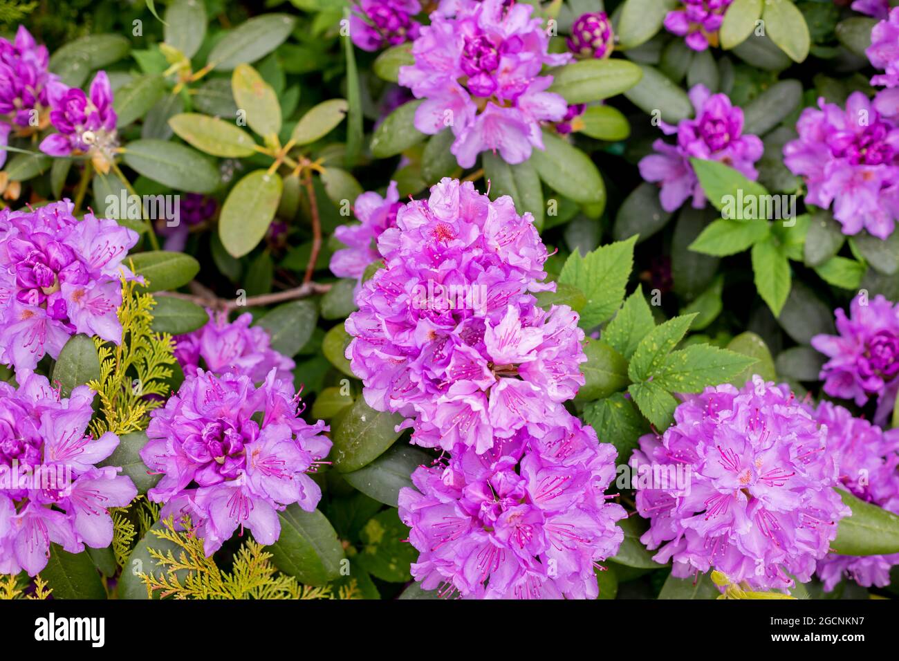 Große Azaleen oder Rhododendron im Garten. Saison der blühenden Azaleen Garten Stockfoto