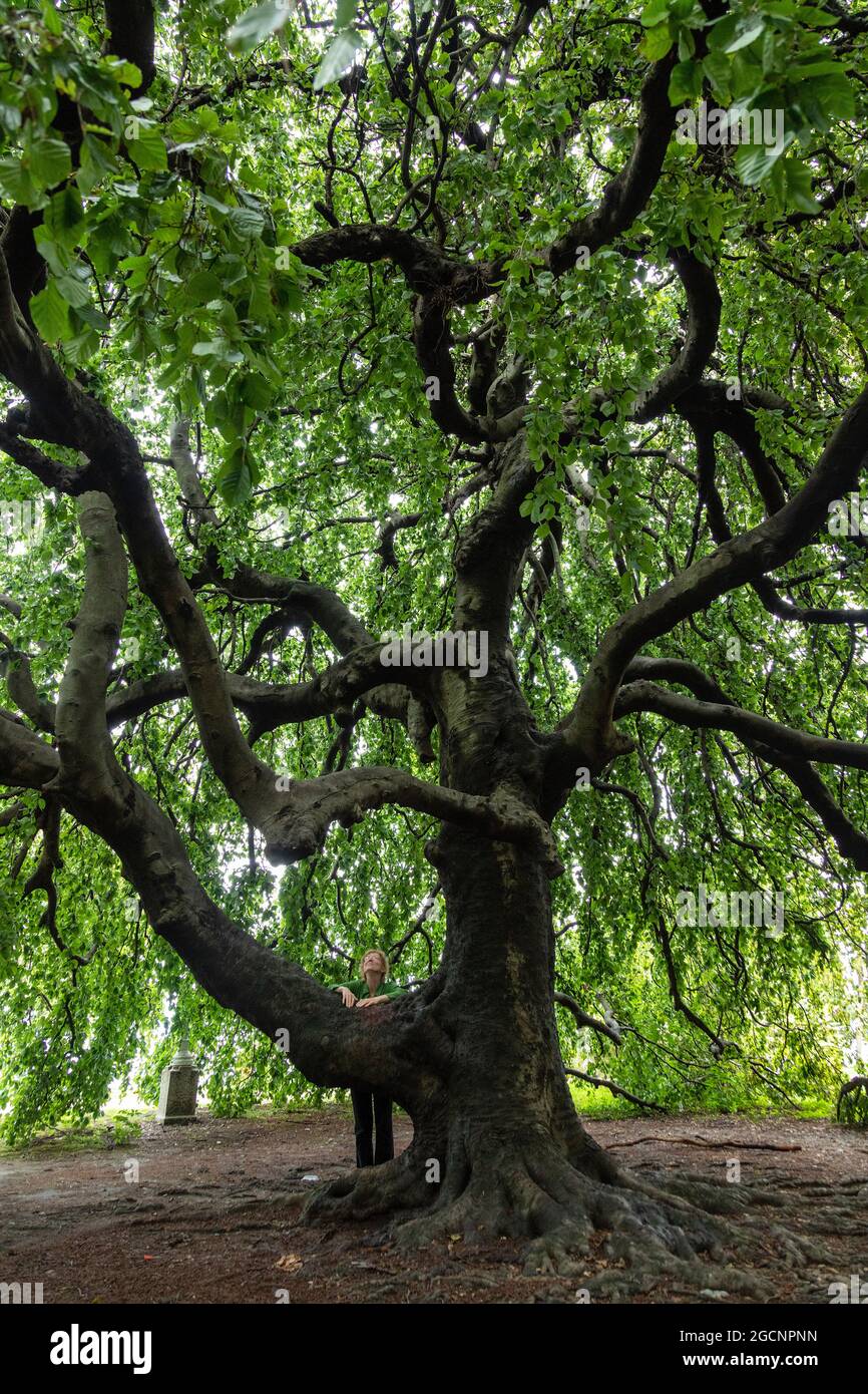 Alter Baum, Europäische Buche (Fagus sylvatica), Stresa, Lago Maggiore, Piemont, Italien Stockfoto