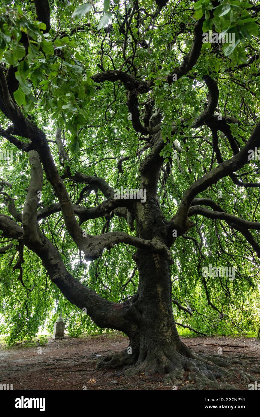 Alter Baum, Europäische Buche (Fagus sylvatica), Stresa, Lago Maggiore, Piemont, Italien Stockfoto