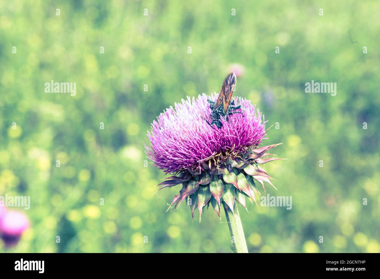 Hummel bestäubt eine wilde Distelblume Stockfoto