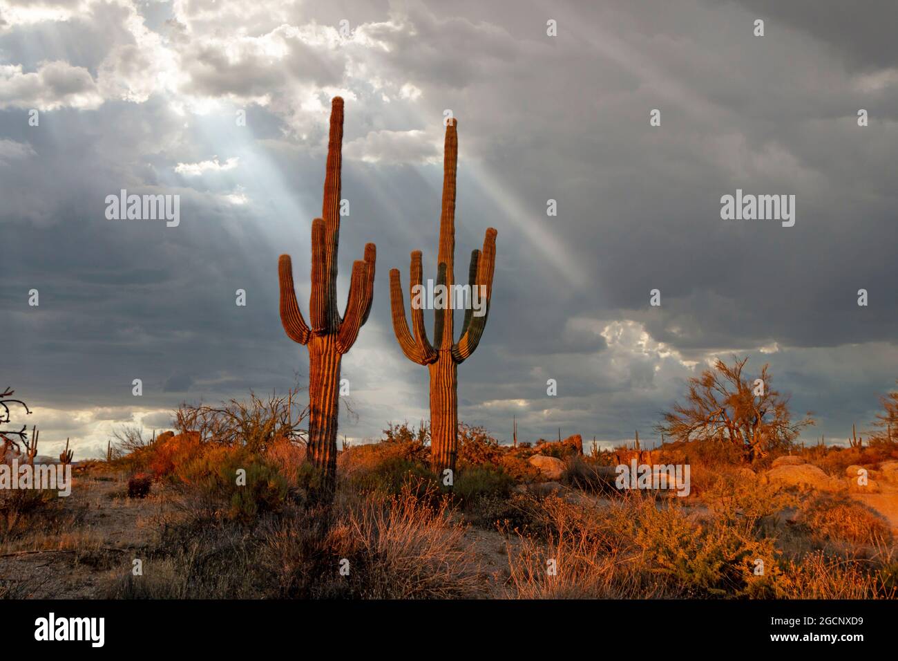 Landschaftsbild mit brillanten Sonnenstrahlen, die auf die Sonoran Wüste in und Kaktus North Scottsdale, AZ, herabscheinen. Stockfoto