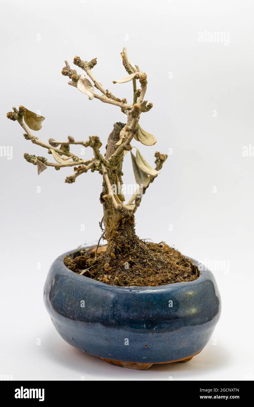 Der tote Bonsai. Der traurige Bonsai Stockfotografie - Alamy