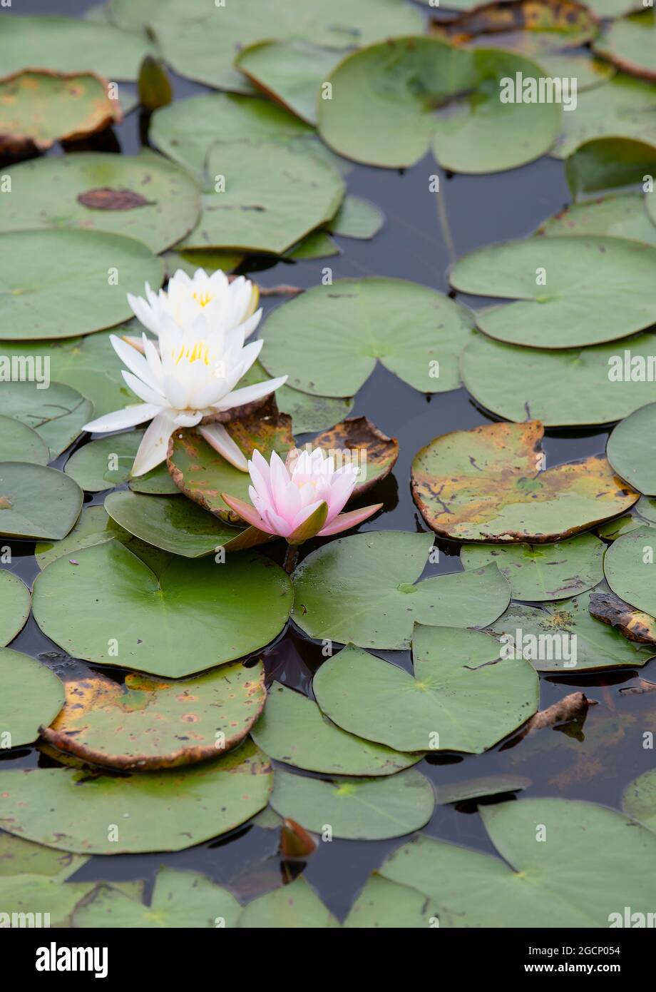 Seerosen (Nymphaeaceae) blühen in einem Sandwich-Teich auf Cape Cod Stockfoto