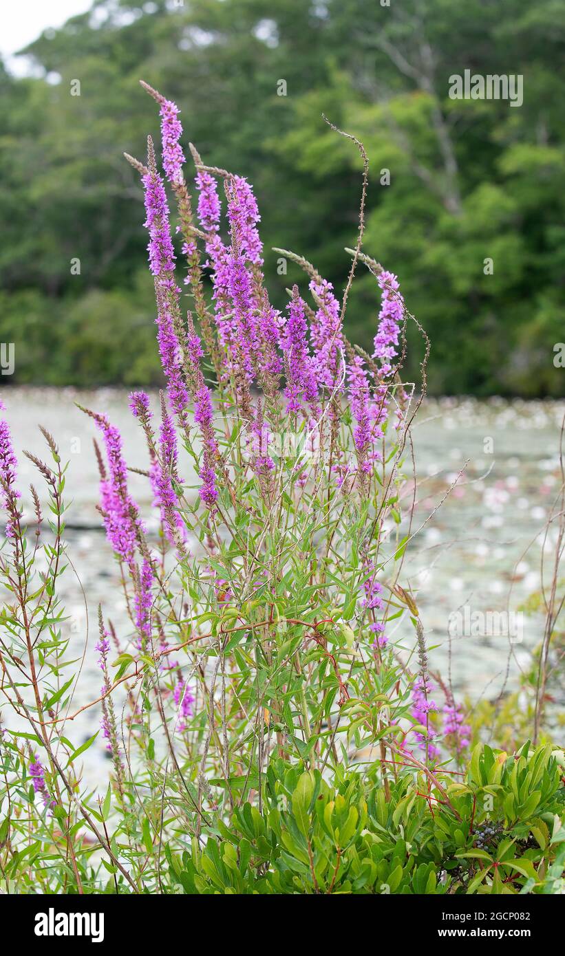 Lupinen wachsen wild neben einem Teich in Sandwich, Massachusetts, auf Cape Cod Stockfoto