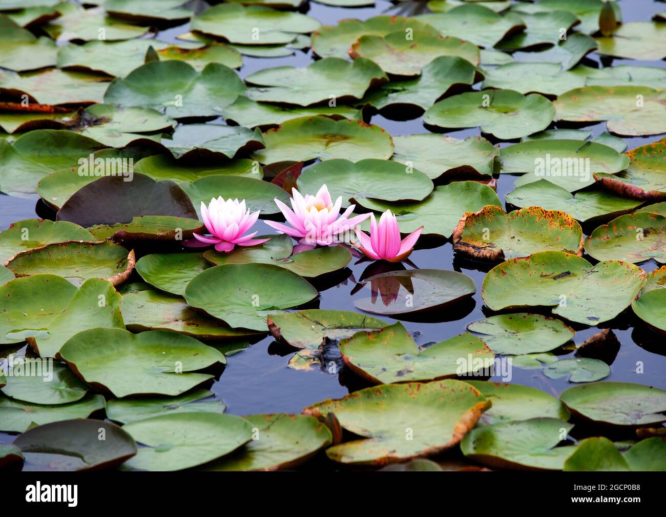 Seerosen (Nymphaeaceae) blühen in einem Sandwich-Teich auf Cape Cod Stockfoto