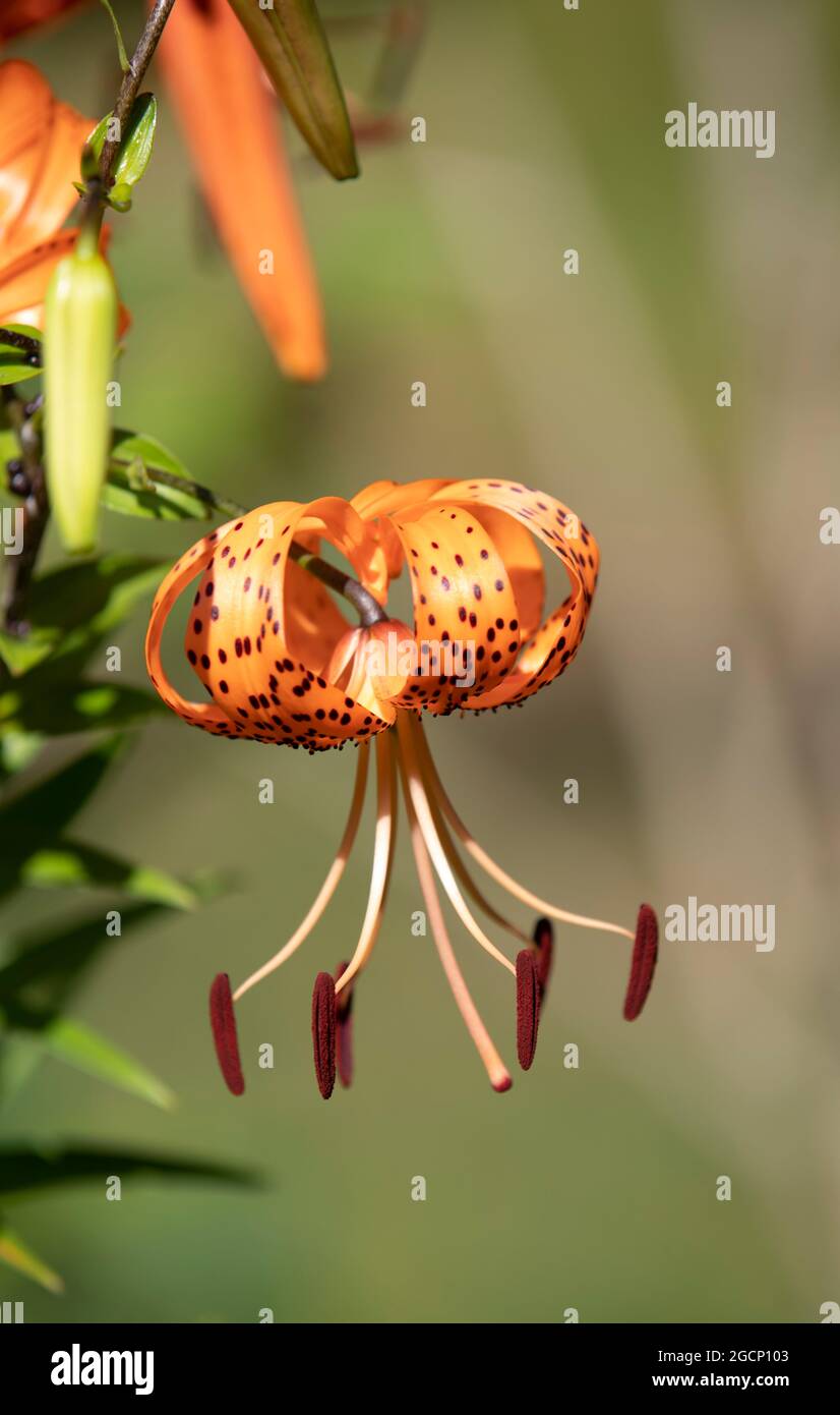 Eine Tigerlilie (Lilium lancifolium), die in einem Cape Cod Garten wächst, USA Stockfoto