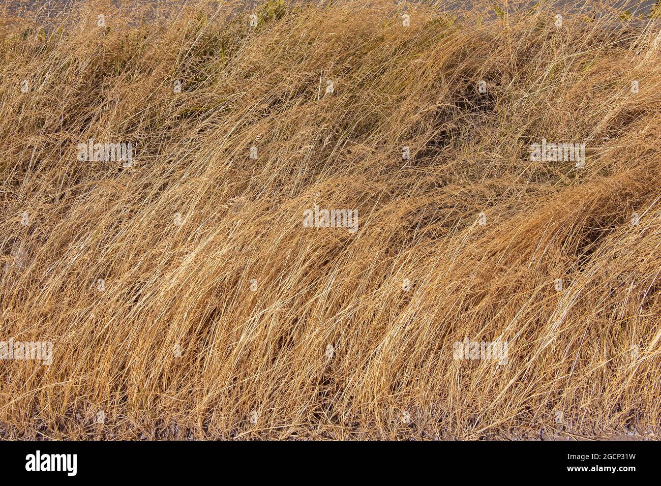 Trockener Grashintergrund, Natur, Ökologie und Erntekonzept, getrocknetes Grasfeld mit Stachelett trockene Pflanzen wegen der heißen wasserlosen Sommer Stockfoto