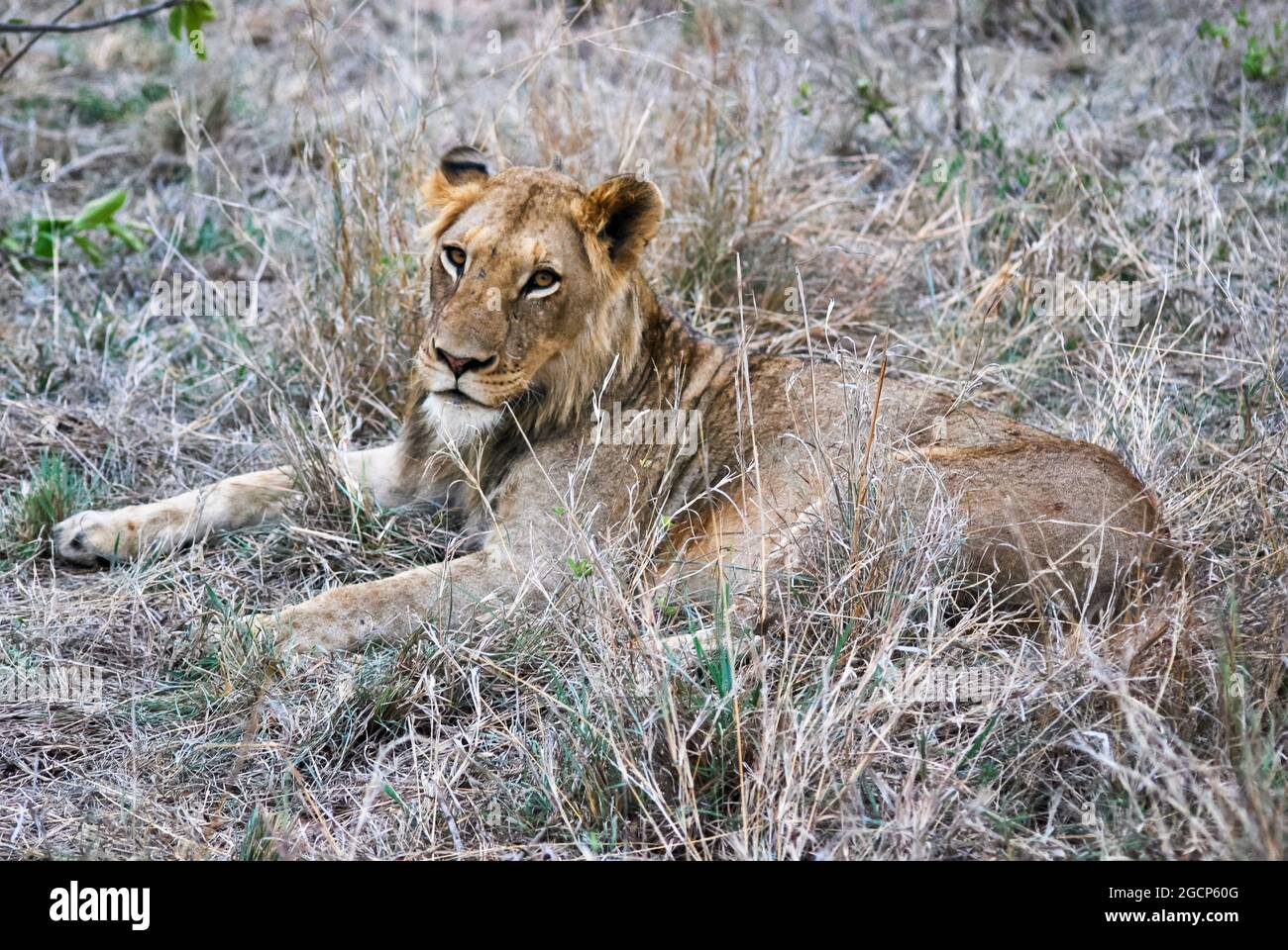 Löwin in der afrikanischen Savanne, Südafrika. Stockfoto