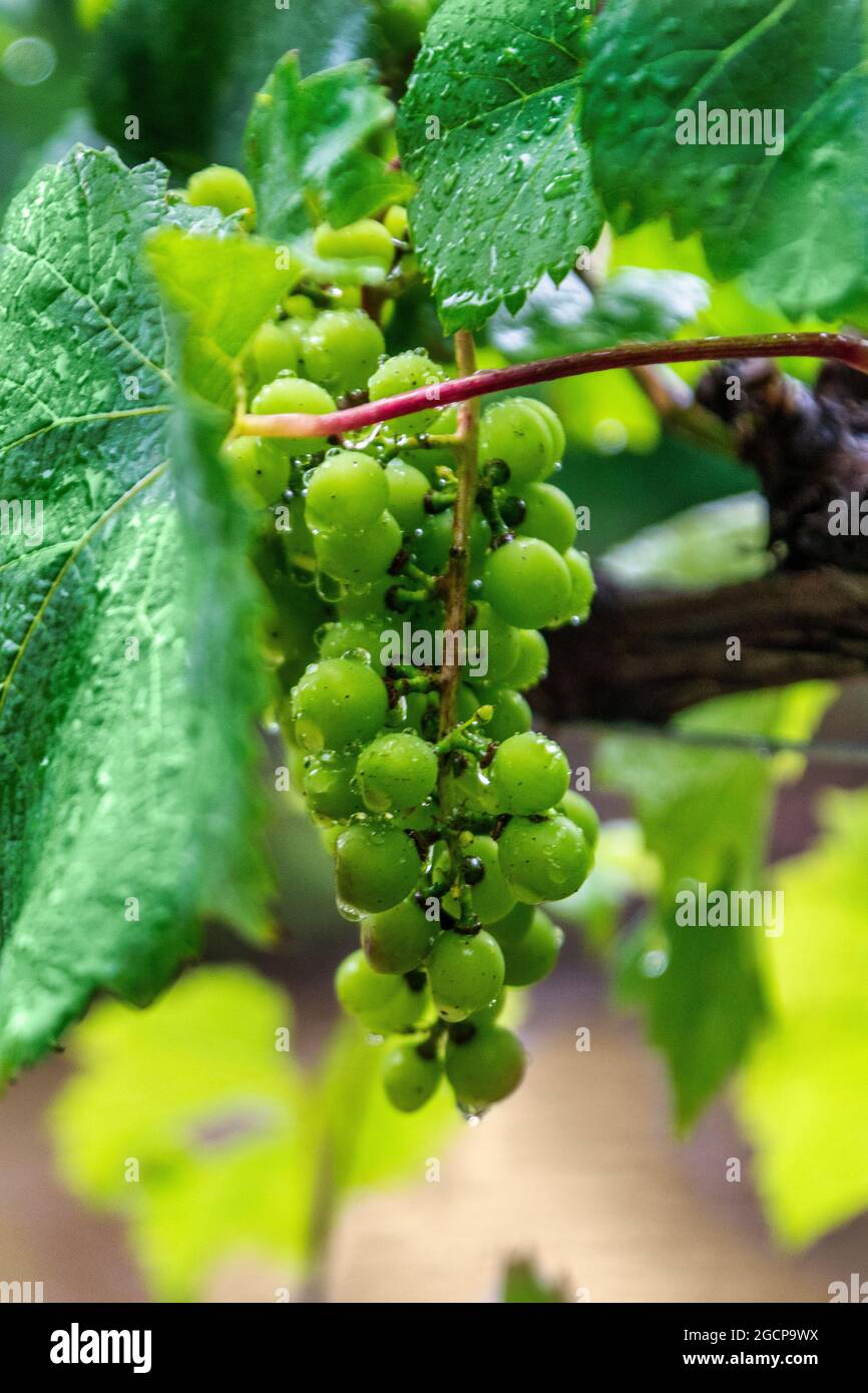 Regen fällt auf ein Traubenbündel, das in der Großvater-Weinkellerei in Banner Elk, North Carolina, angebaut wird. Stockfoto