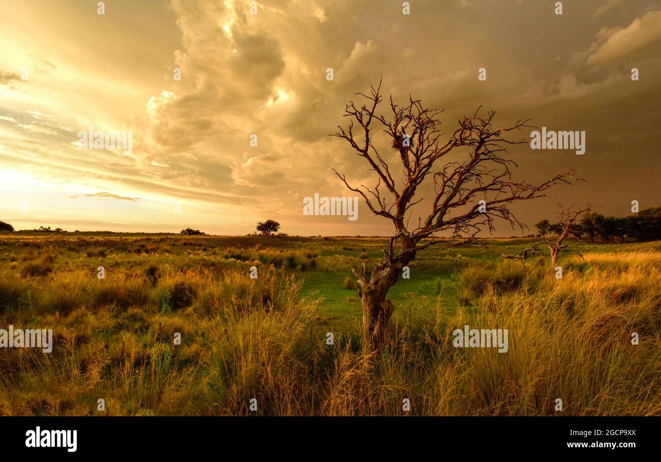 Stürmischer Himmel in der Landschaft von Pampas, Provinz La Pampa, Patagonien, Argentinien. Stockfoto