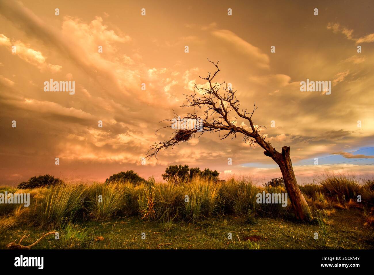Stürmischer Himmel in der Landschaft von Pampas, Provinz La Pampa, Patagonien, Argentinien. Stockfoto