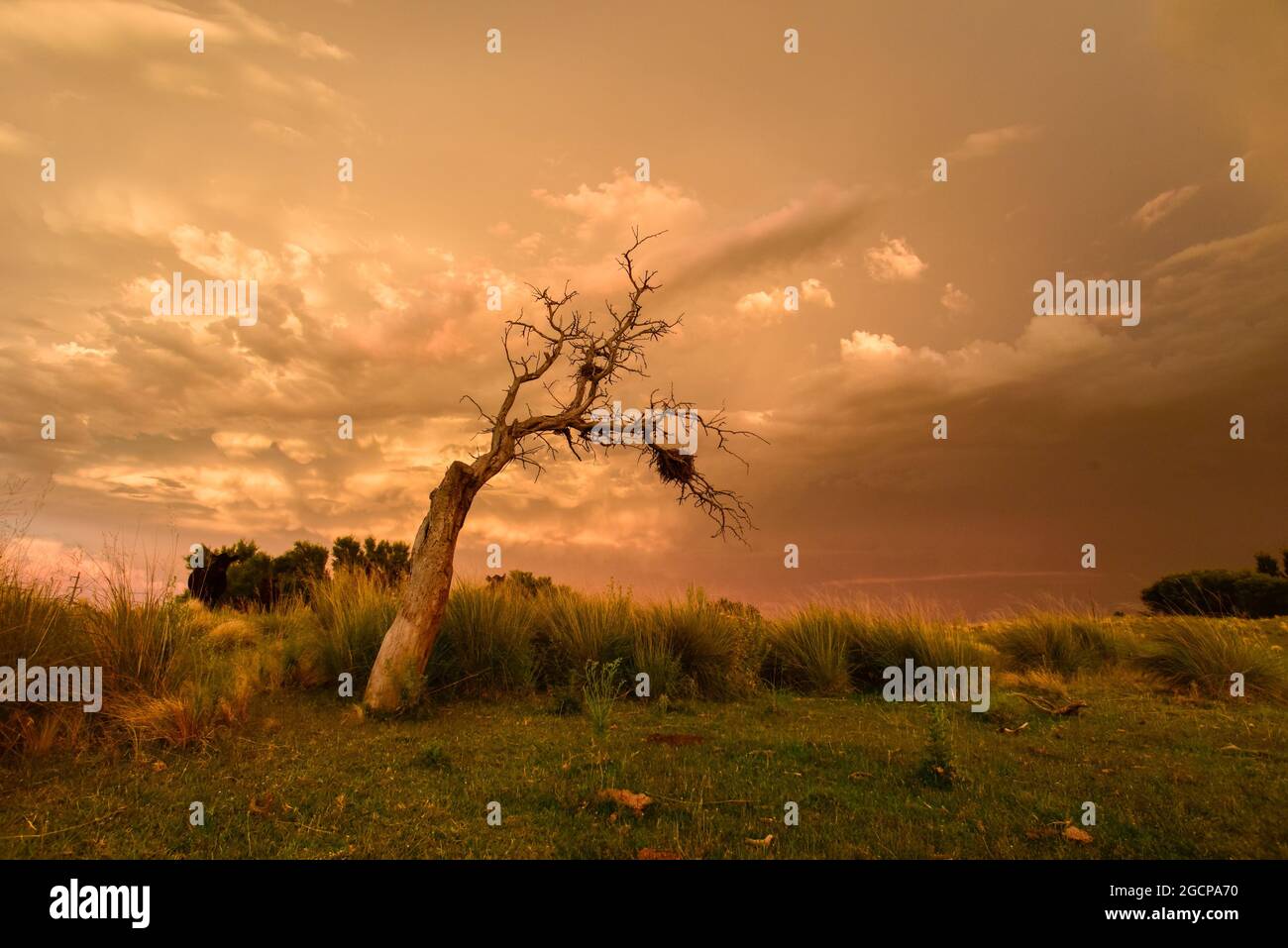 Stürmischer Himmel in der Landschaft von Pampas, Provinz La Pampa, Patagonien, Argentinien. Stockfoto
