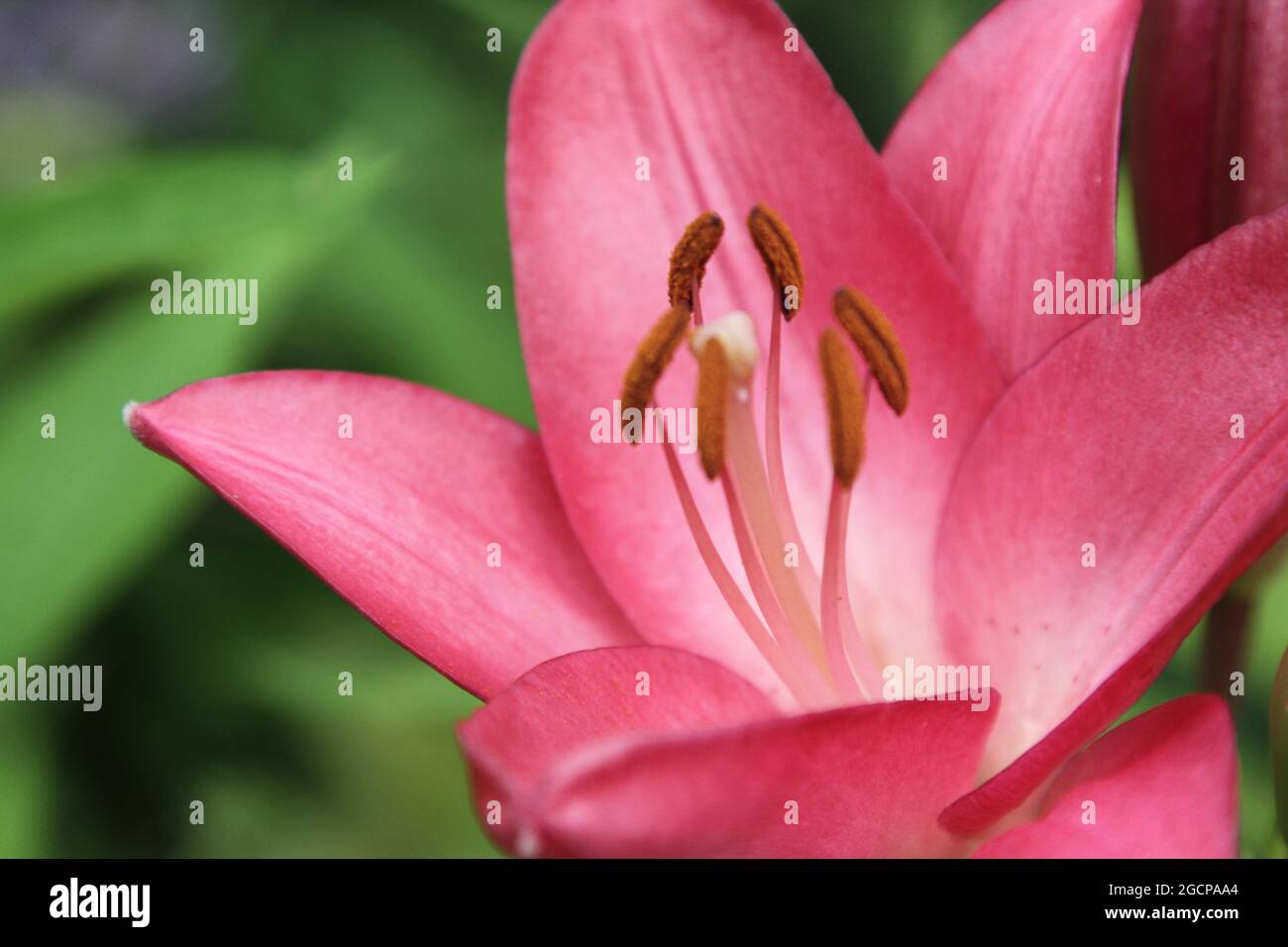 Lilie, (Gattung Lilium) eine krautig blühende Pflanze der Familie der Liliengewächse mit Tau-Dropeten Stockfoto