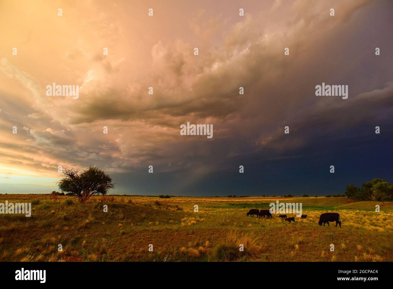 Stürmischer Himmel in der Landschaft von Pampas, Provinz La Pampa, Patagonien, Argentinien. Stockfoto