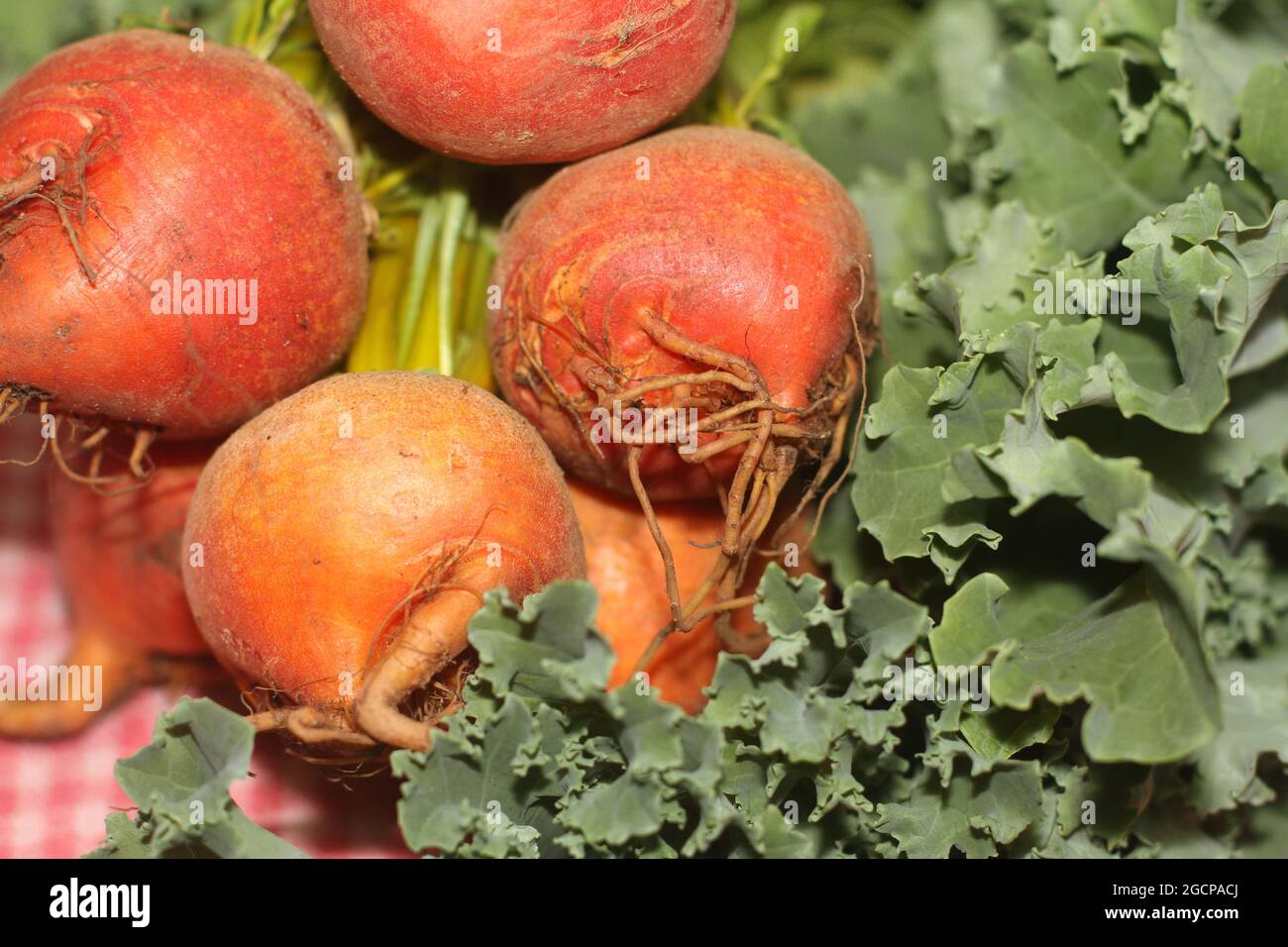 Frische orangefarbene Rüben mit Grünkohl auf karierten Handtüchern Stockfoto