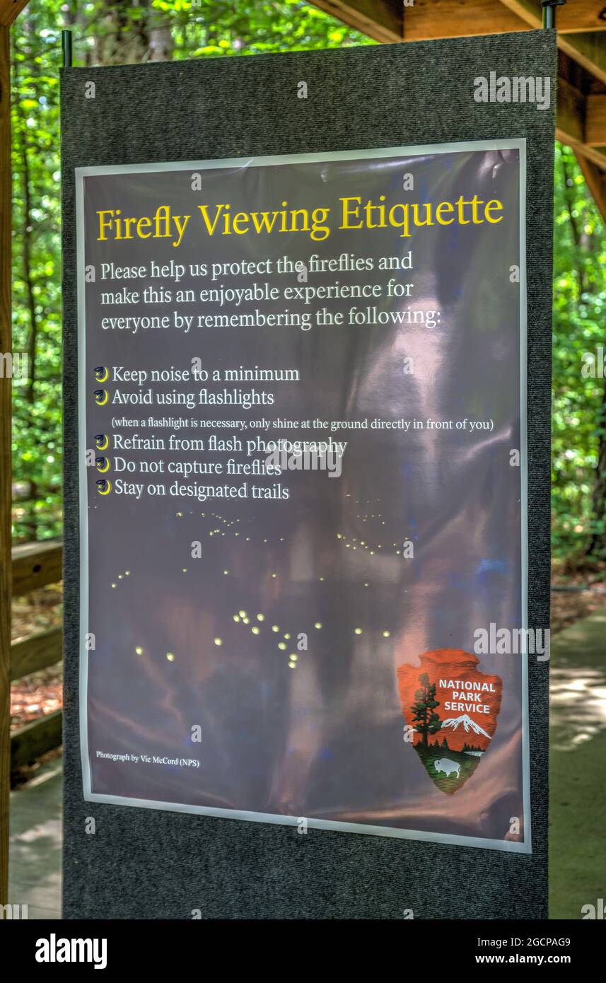 Synchrone Fireflies-Anzeigeregeln im Congaree National Park in South Carolina. Stockfoto
