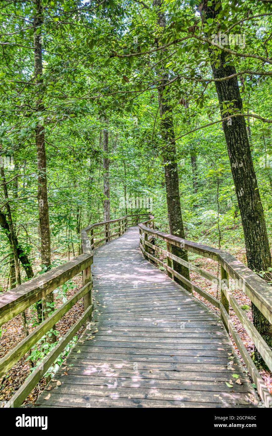 Der erhöhte Boardwalk, der durch den größten Laubwald mit altem Baumbestand in den USA im Congaree National Park in South Carolina führt. Stockfoto