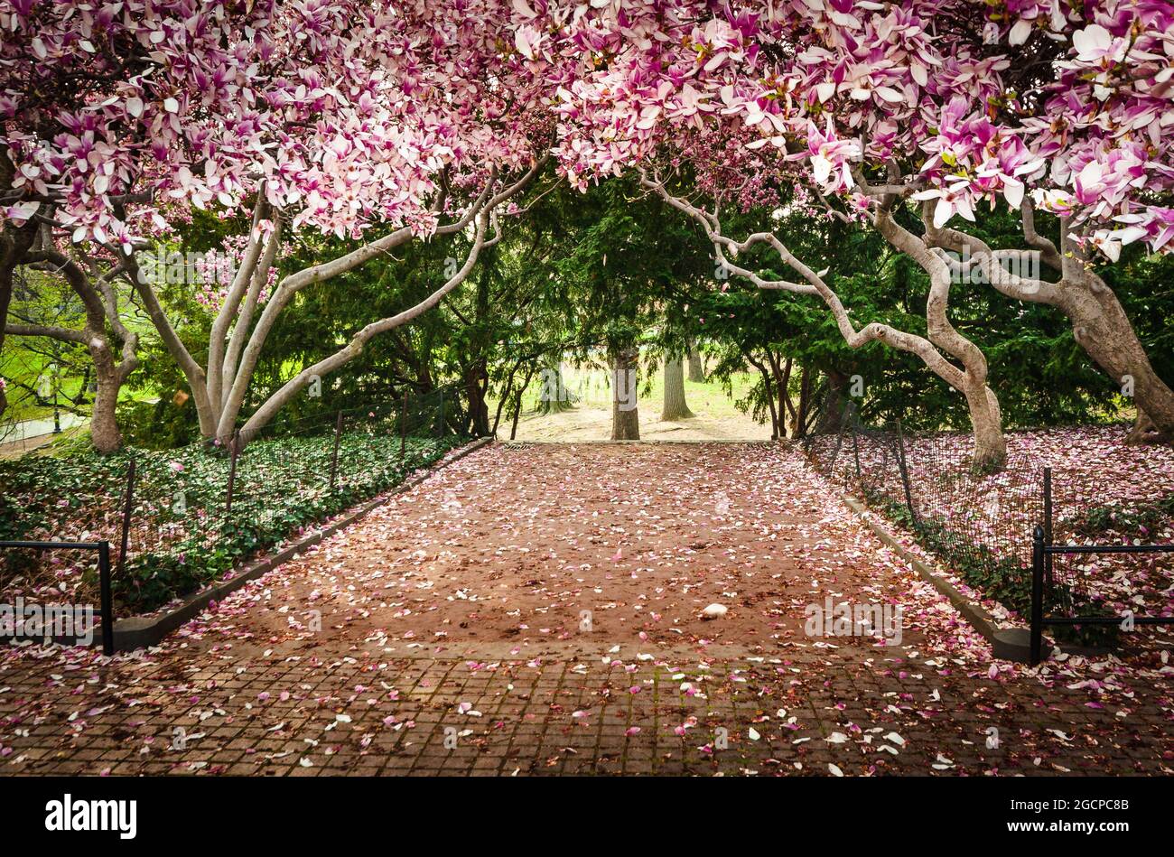 Magnolia blüht im Central Park, New York City, NY, USA Stockfoto