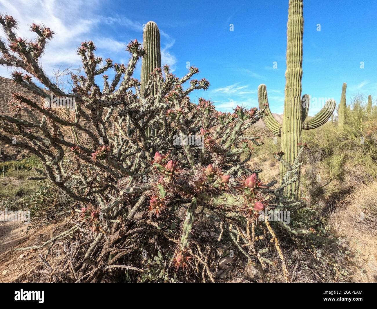 Der höchste Kaktus der Welt, der saguaro, der Arizona Trail, der Saguaro National Park, Arizona
