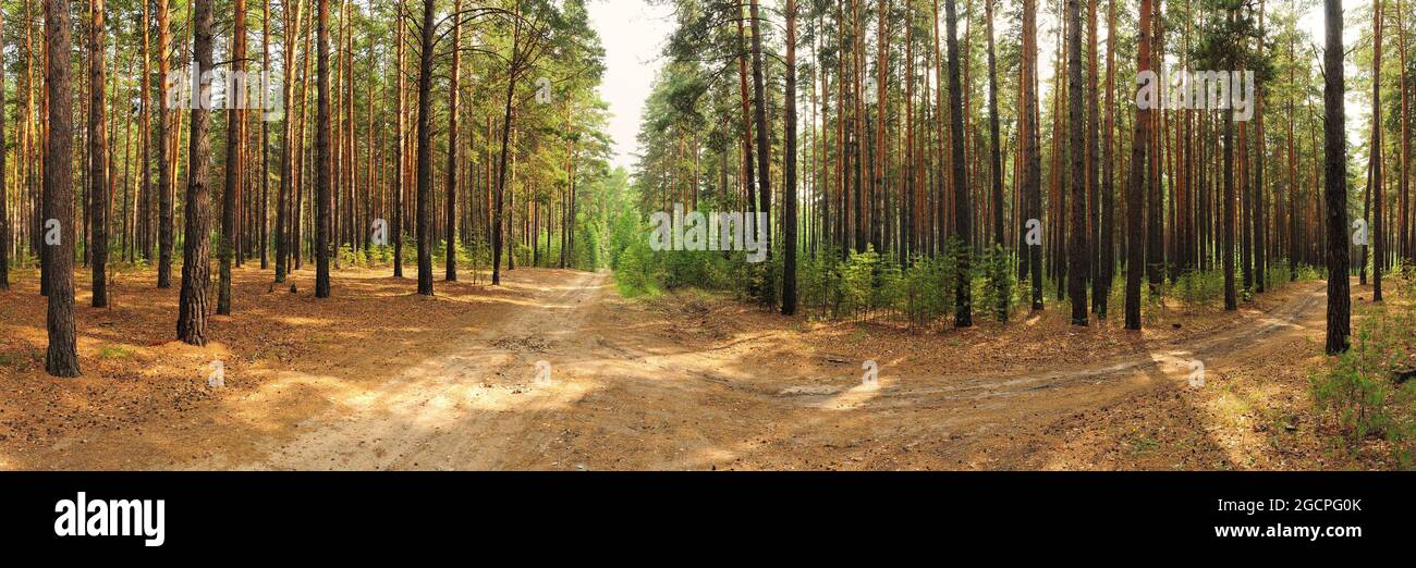 Panoramaaufnahme einer Gabelung in einem Pinienwald am frühen Morgen. Karakansky Bor, Region Nowosibirsk, Sibirien, Russland. Stockfoto