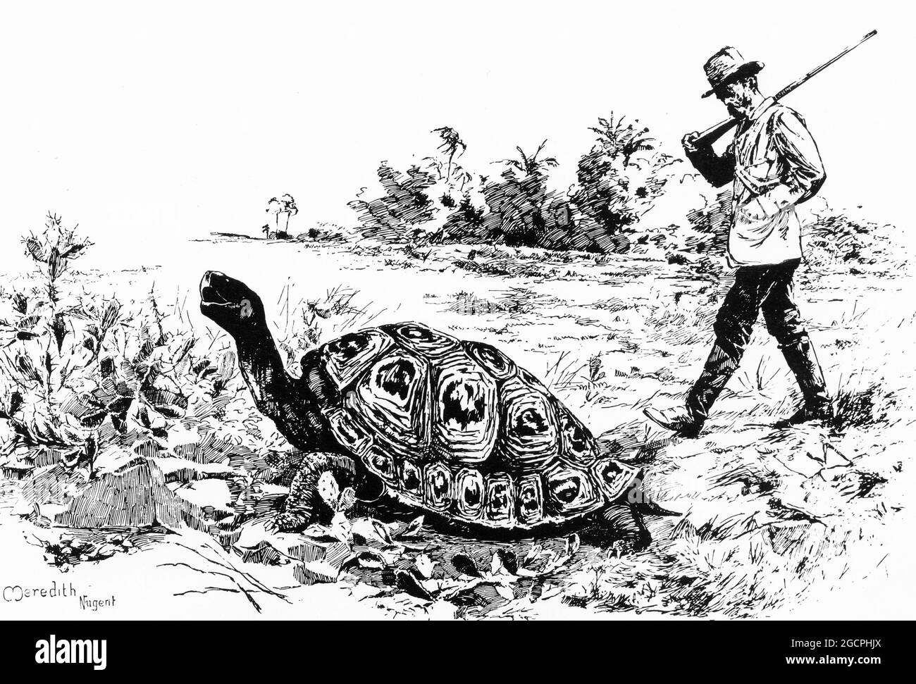 Gravur eines Mannes, der eine riesige Schildkröte auf den Galapagos-Inseln stacheln soll Stockfoto