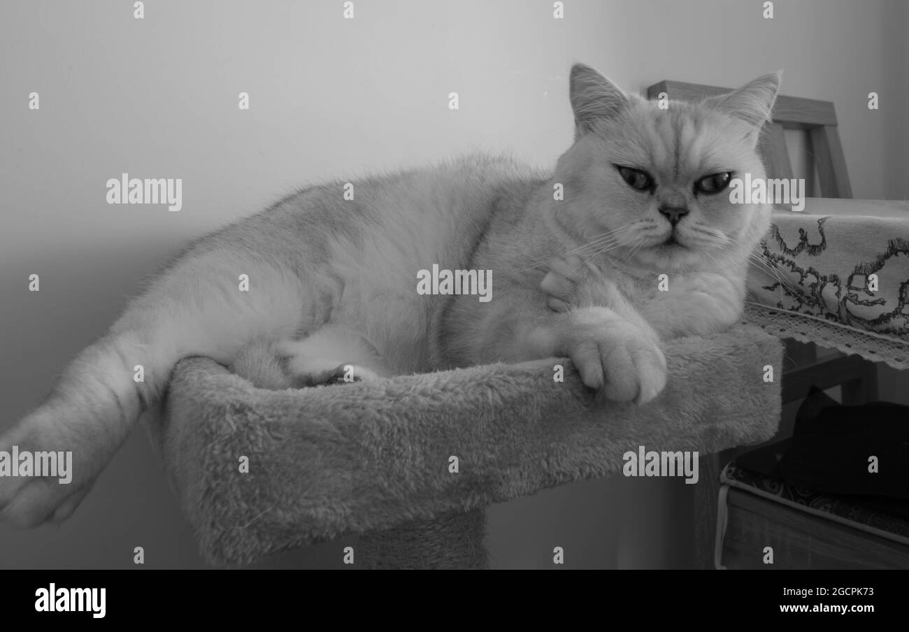 Schwarz-Weiß-Fotografie einer Katze, die friedlich auf der Plattform des kratzenden Postspielzeugs lallt Stockfoto