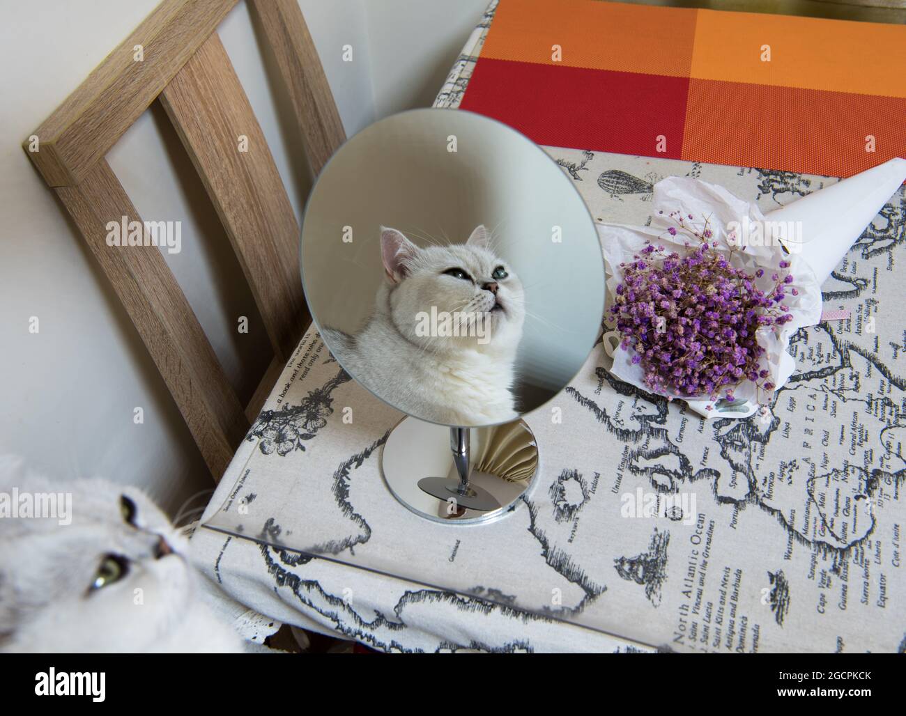 Das Gesicht der Katze spiegelt sich in einem Spiegel mit violetten Blumen, die auf dem Tisch liegen Stockfoto