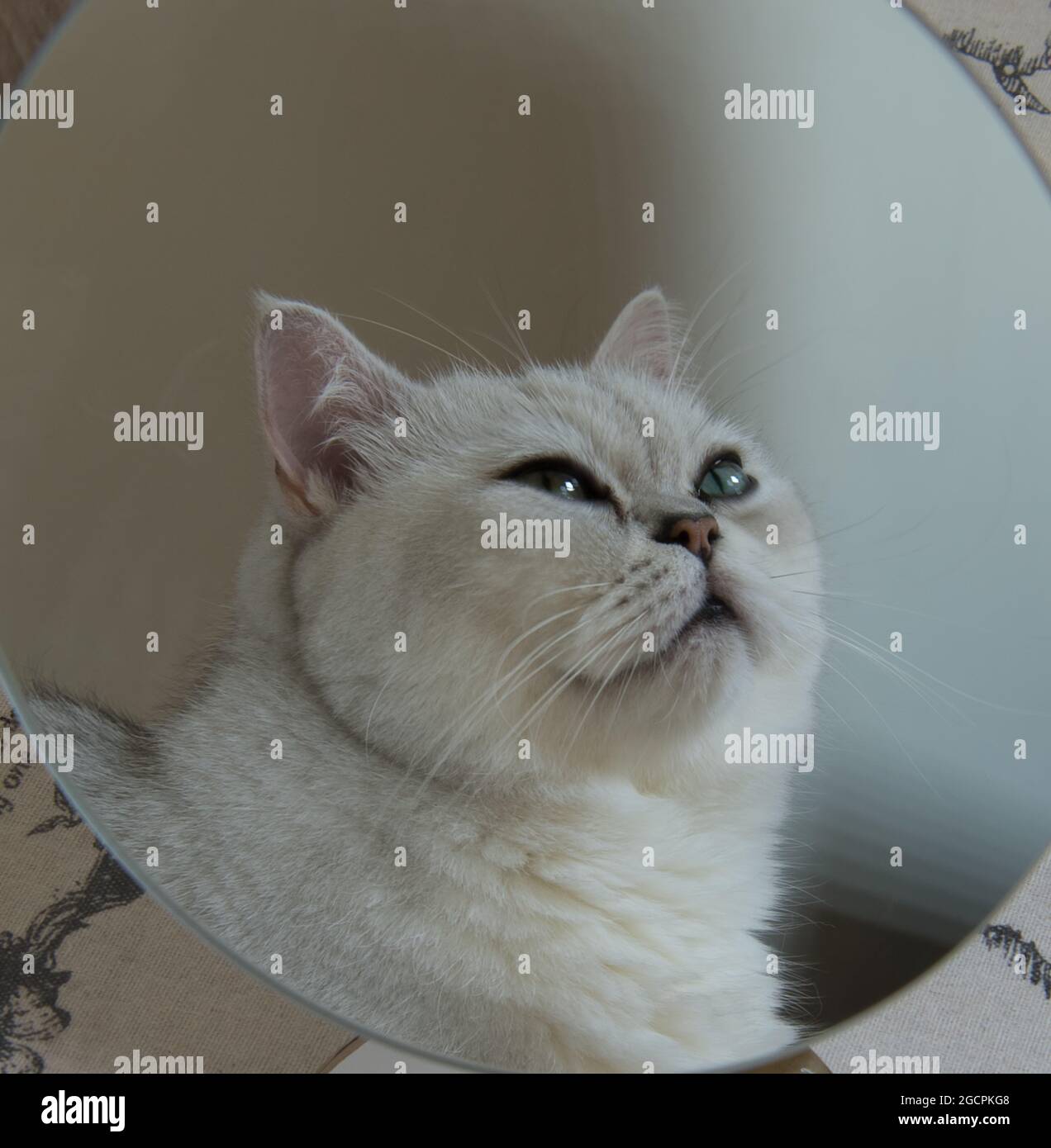 Nahaufnahme des Katzengesichts, das sich im Spiegel spiegelt Stockfoto