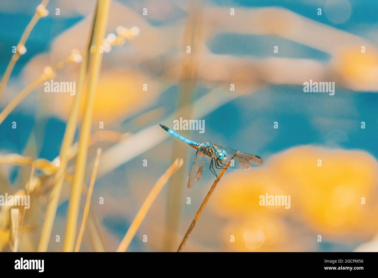 Blaue Dasher-Libelle auf dem Canada Lake. Stockfoto