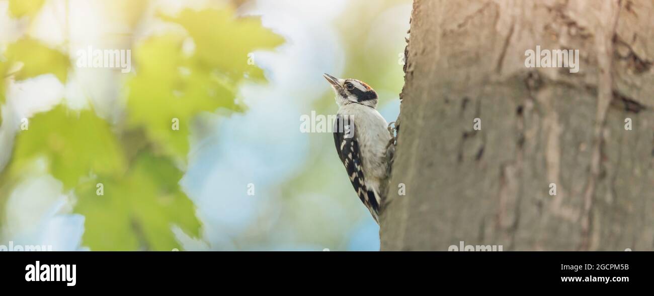 Flaum Specht kleinen männlichen Vogel Fütterung in Wald Sommer Natur Banner Hintergrund. Die häufigste Art von Spechten in Nordamerika. Stockfoto