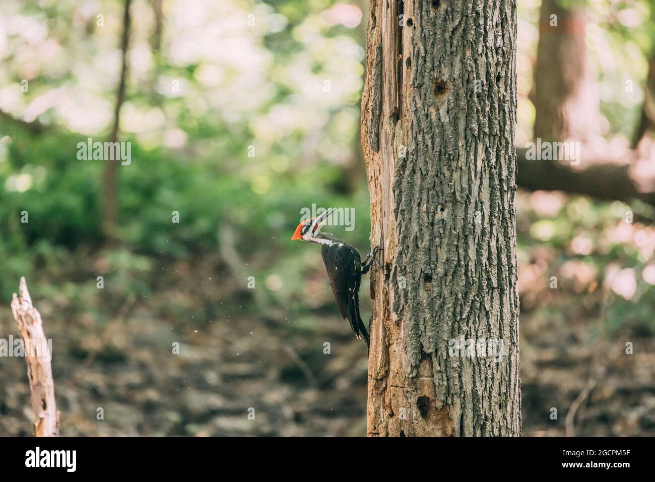 Pileated Specht whacking toten Baumstamm auf der Suche nach Insekten Essen in Löchern in Holz Wald Banner Hintergrund. Männlicher Vogel einer der größten Wälder Stockfoto