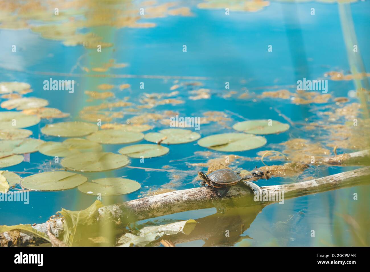 Kanada aquatische Tiere Sommer Hintergrund. Waldteich gemalte Schildkröte ruht auf Holzbalken in der Sonne neben Wasserlillies. Stockfoto