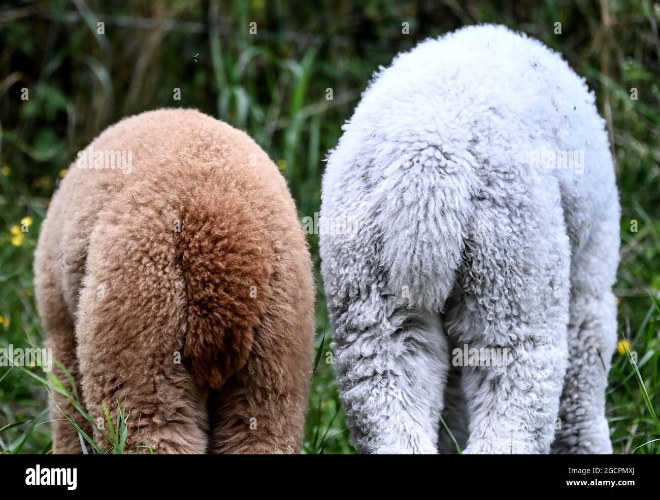 02. August 2021, Brandenburg, Vielitzsee/OT Strubensee: Alpakas stehen auf der Weide auf dem Gelände der Alpakazucht 'Alpaca nigra'. Seit 2009 hat sich eine Herde von rund 70 Tieren zusammengeschlossen. Neben der Führung durch den Bauernhof werden seit diesem Jahr Alpaka-Spaziergänge in kleinen Gruppen von bis zu acht Tieren angeboten. Unter anderem können Produkte aus der besonders weichen Alpakawolle im Hofladen gekauft werden. Foto: Britta Pedersen/dpa-Zentralbild/ZB Stockfoto