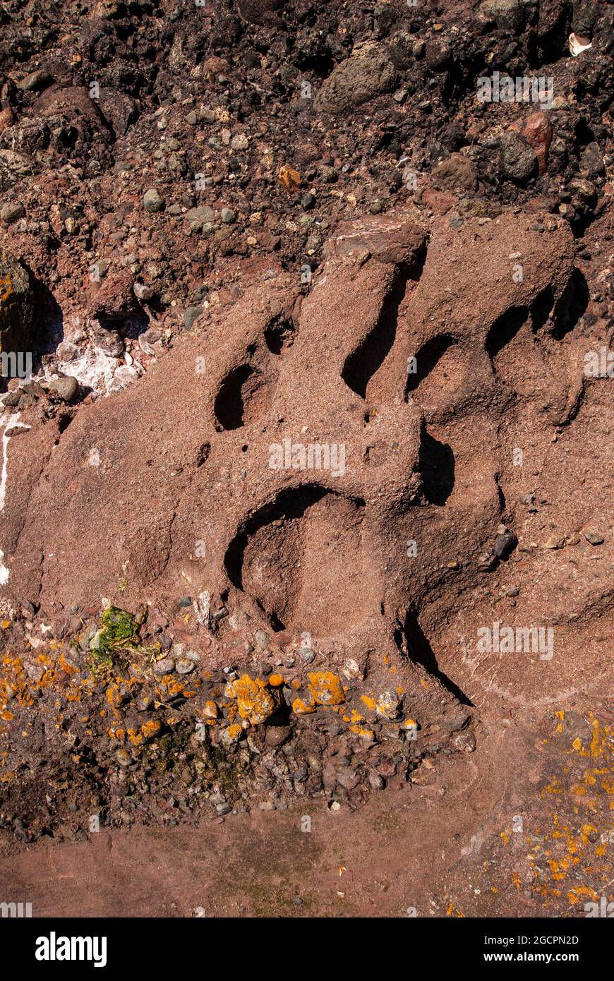 Erodierter Sedimentgestein in Hope Bay, North Pender Island, British Columbia, Kanada Stockfoto